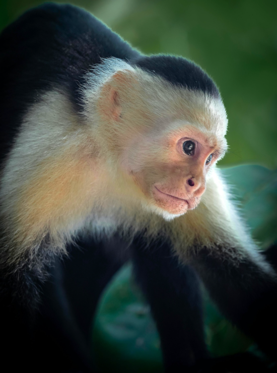 wildlife watching in pantanal